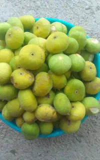 انجیر تازه