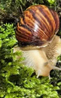 حراج  مارژیناتا