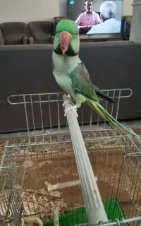 شاه طوطی نر