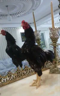 تخم مرغ کوشامو