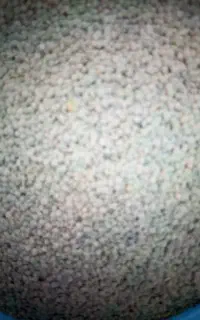 عدس.نخوذ