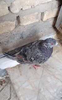 کبوتر سرور پلاکی دمسفید