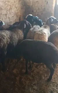 میش داشتی