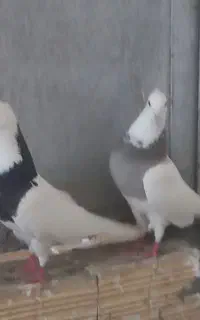 فروش یا معاوضه