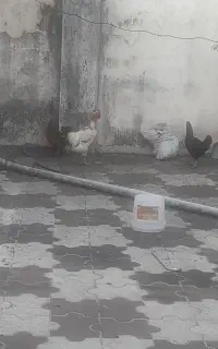 خروس گردن لختی وزن بالا جوان و سرحال