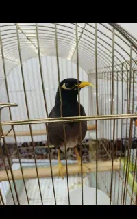 مرغ مینا سخنگو به شرت