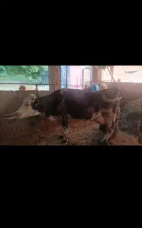 گاو شیرده