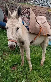 الاغ آروم و باری