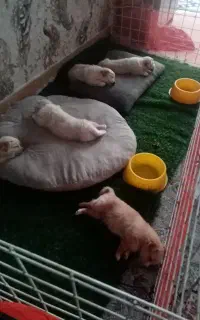 توله سگ