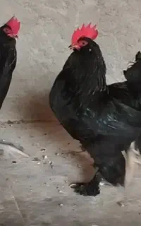 تخم نطفه دار مرندی اصیل