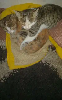 گربه