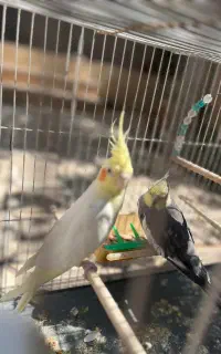 جفت عروس هلندی