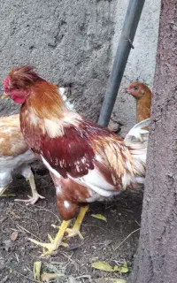 خروس چهل تاج