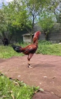 خروس لاری به شرط