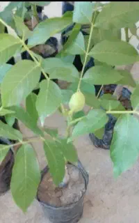 فروش انواع  نهال مثمر، غیرمثمر، با ضمانت اصالت