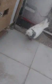کبوتر