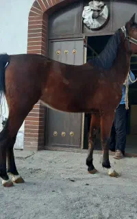 کره مادیان