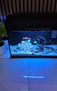 آکواریوم شرکتی و ملزومات و چوب آبنوس