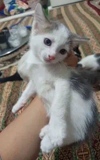 واگذاری گربه