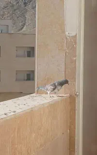 کبوتر سوسکی یک جفت