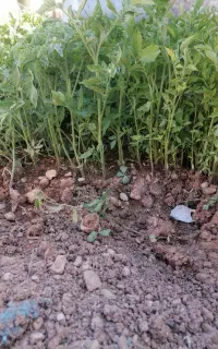 نشا گوجه پهته گوجه