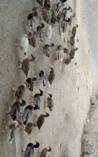 اردک سرسبز
