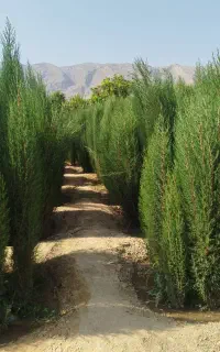 نهال سرو ناز شیراز و جنار