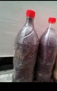 بذر درجه یک