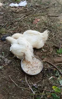 فروش دو عدد جوجه گوشتی بزرگ