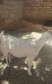 بره بز