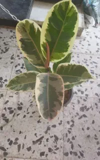 گل‌های آپارتمانی