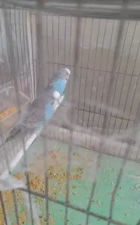 یک جفت مرغ عشق ابی