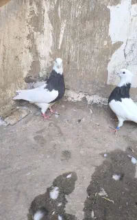 کفتر طوقی