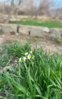 کارشناس کشاورزی و گلخانه