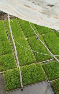 بذر هاشمی 10باکس