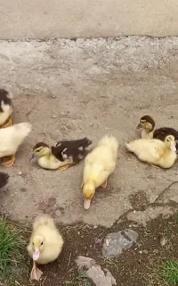 ۱۰تا جوجه اردک اسرائیلی ۲۵ روزه سالم و سرحال