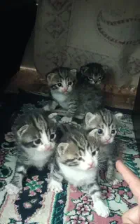 واگذاری گربه همراه با توله هاش