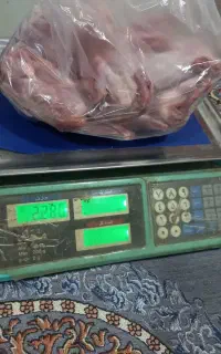 بلدرچین  ترد تازه و جوجه محلی تازه