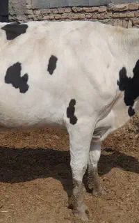 تخک هشت ماه ابستن شکم دوم