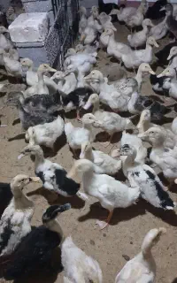 فوروش ورداک سالم و واکسن خورد