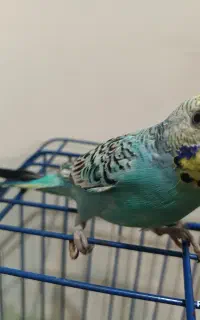 رنگین کمانی و معمولی