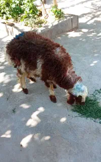 یک عدد بره ماده برای تخمی