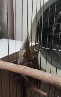 عروس هلندی مولد