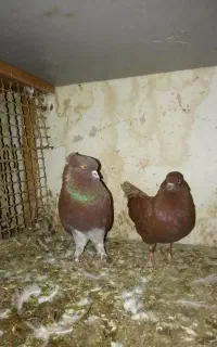 سرخ کاکلی و گنجه