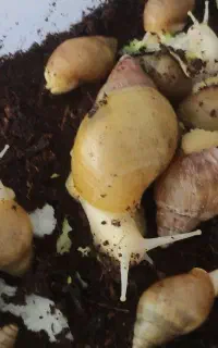 حلزون آچاتینا