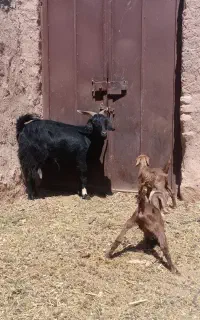 بز خوش ذات