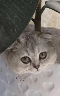 گربه اسکاتیش