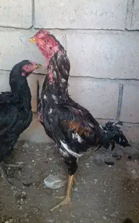 لاری
