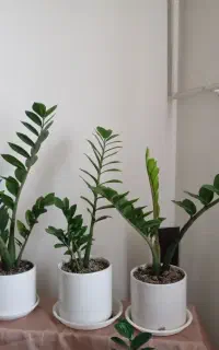 اگاو لاله ای بزرگ