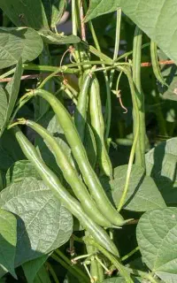 لوبیاسبز دست چین ارگانیک طبیعی بذر ارسال از همدان